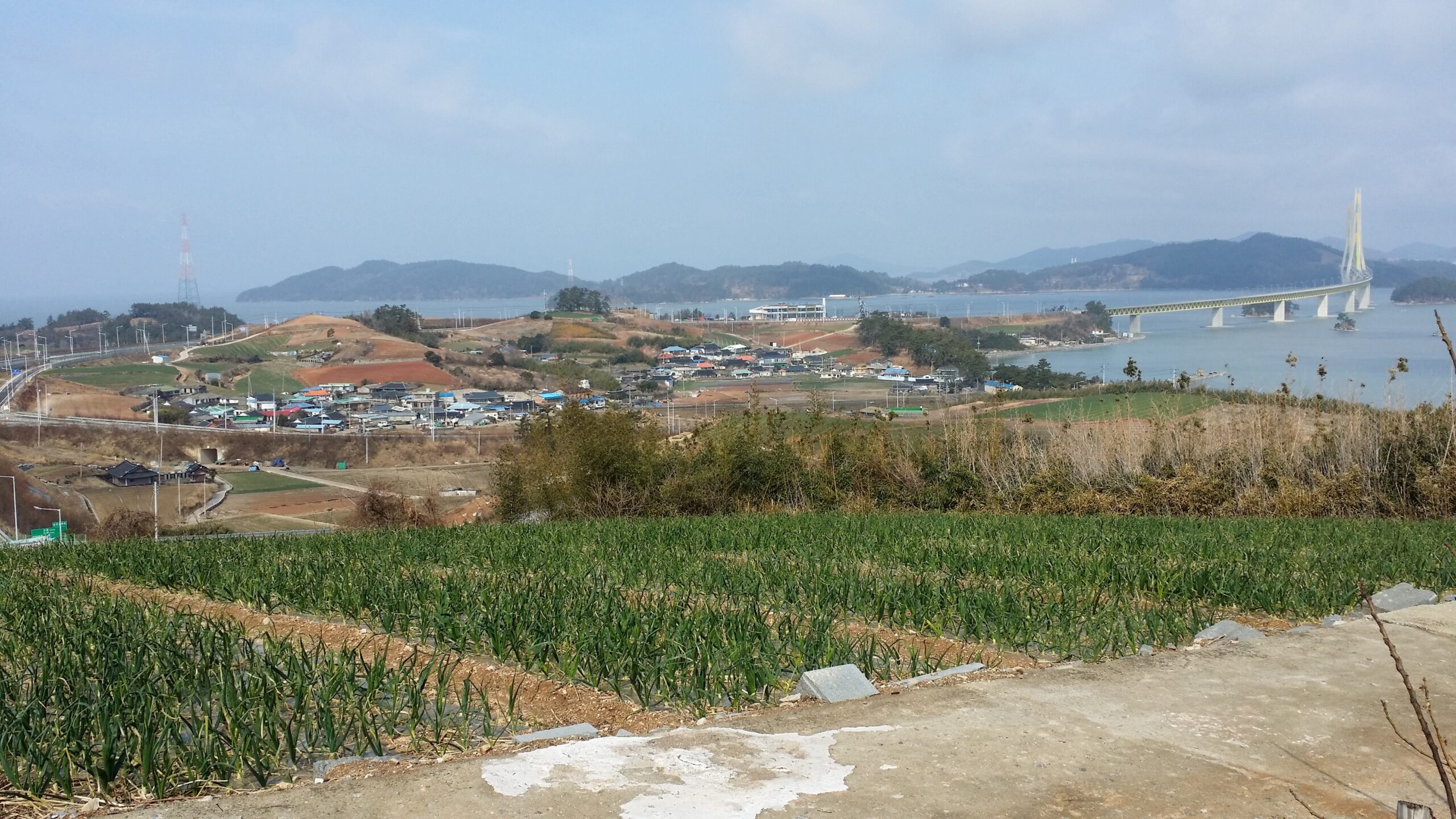 韓国のタマネギ畑です