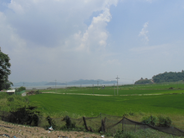 稲が生育中の韓国の田
