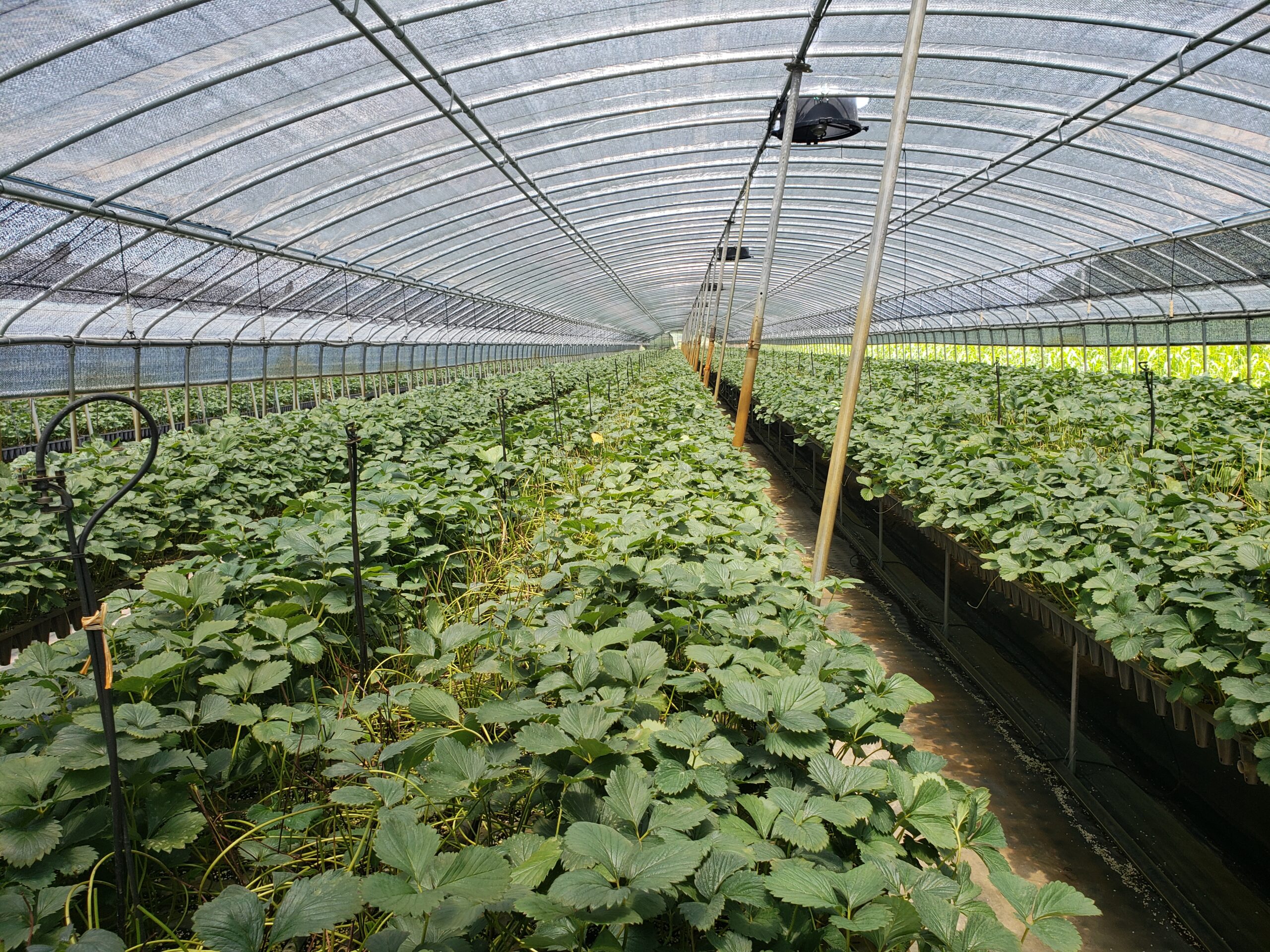 韓国イチゴ育苗風景